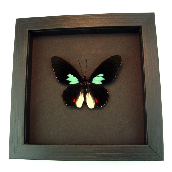 Parides sesostris Emerald Patched Butterfly Framed Taxidermy Moonlight Display