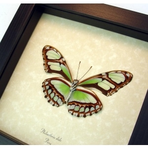 Philaetheria dido verso Scarce Bamboo Page Butterfly Framed Taxidermy Display