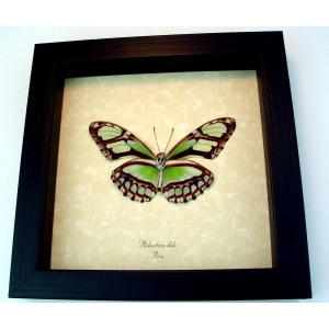 Philaetheria dido verso Scarce Bamboo Page Butterfly Framed Taxidermy Display