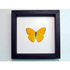 Phoebis argante Orange Sulpher Butterfly Classic Black Display