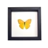 Orange Sulpher Butterfly Phoebis argante Framed Taxidermy Classic Black Display