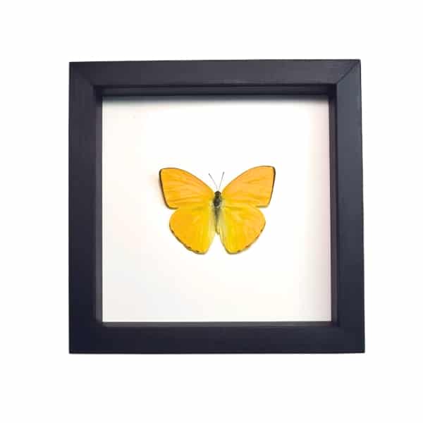 Orange Sulpher Butterfly Phoebis argante Framed Taxidermy Classic Black Display