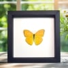 Orange Sulpher Butterfly Phoebis argante Framed Taxidermy Classic Black Display