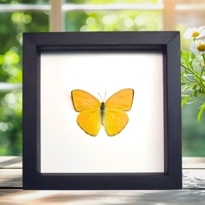 Orange Sulpher Butterfly Phoebis argante Framed Taxidermy Classic Black Display