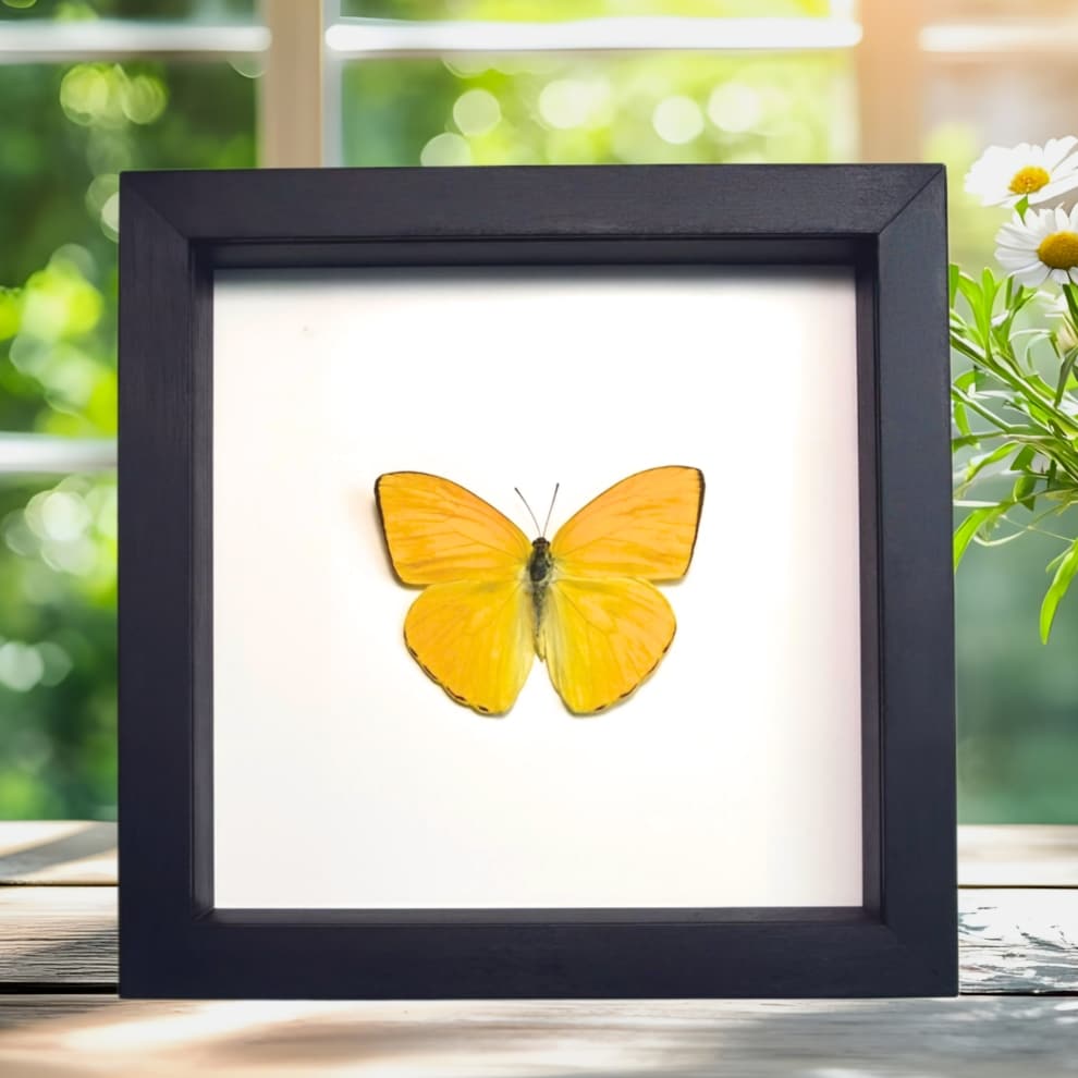 Orange Sulpher Butterfly Phoebis argante Framed Taxidermy Classic Black Display Orange Sulpher Butterfly Phoebis argante Framed Taxidermy Classic Black Display