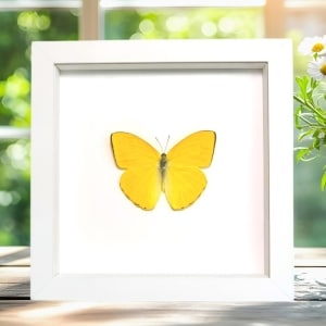 Orange Sulpher Butterfly Phoebis argante Framed Taxidermy Vibrant White Display