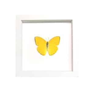 Orange Sulpher Butterfly Phoebis argante Framed Taxidermy Vibrant White Display