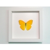 Phoebis argante Orange Sulpher Butterfly Framed Taxidermy Vibrant White Display