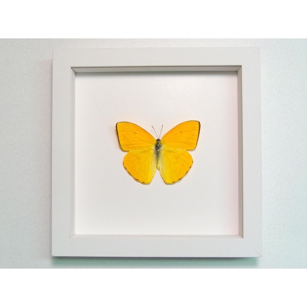 Phoebis argante Orange Sulpher Butterfly Framed Taxidermy Vibrant White Display