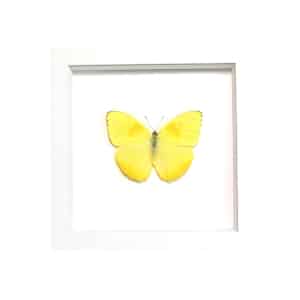 Orange Barred Sulpher Butterfly Phoebis philea Framed Taxidermy Vibrant White Display