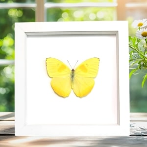 Orange Barred Sulpher Butterfly Phoebis philea Framed Taxidermy Vibrant White Display