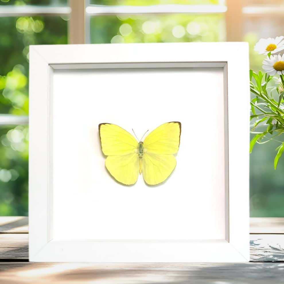 Neon Sulpher Yellow Butterfly Phoebis trite Framed Taxidermy Vibrant White Display