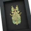 Yellow Green Leaf Insect Phyllium Pulchrifolium Female Framed Taxidermy Moonlight Display