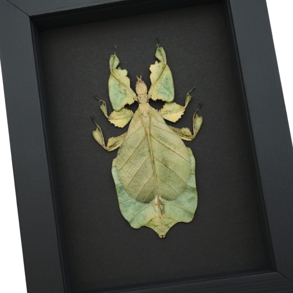 Yellow Green Leaf Insect Phyllium Pulchrifolium Female Framed Taxidermy Moonlight Display
