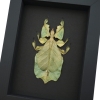 Yellow Green Leaf Insect Phyllium Pulchrifolium Female Framed Taxidermy Moonlight Display