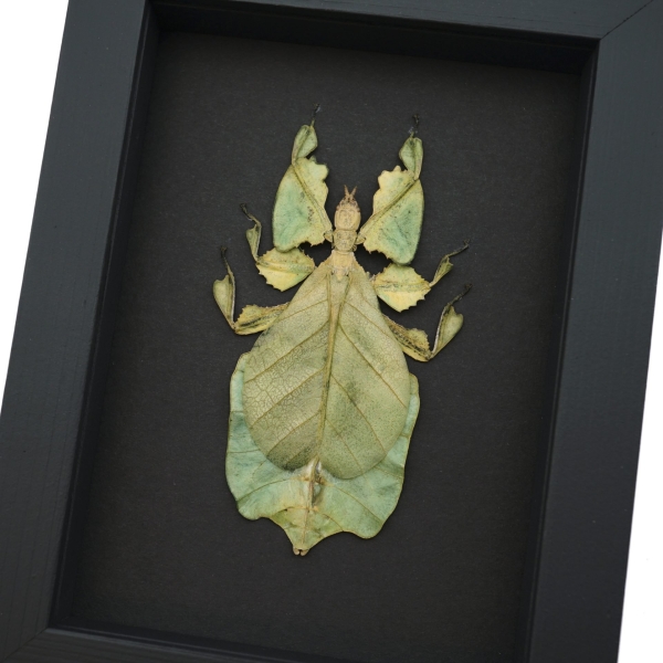 Yellow Green Leaf Insect Phyllium Pulchrifolium Female Framed Taxidermy Moonlight Display