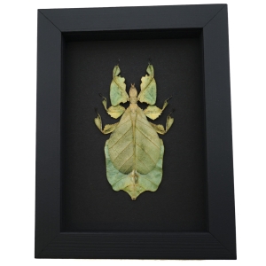 Yellow Green Leaf Insect Phyllium Pulchrifolium Female Framed Taxidermy Moonlight Display