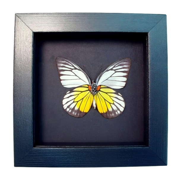 Red spot Sawtooth Butterfly Prioneris philonome Framed Taxidermy Moonlight Display