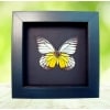 Red spot Sawtooth Butterfly Prioneris philonome Framed Taxidermy Moonlight Display