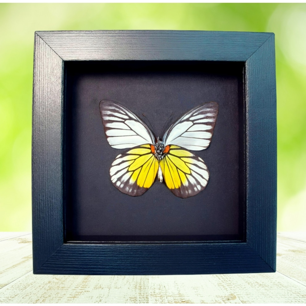 Red spot Sawtooth Butterfly Prioneris philonome Framed Taxidermy Moonlight Display