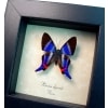 Rhetus dysonii Blue Swallowtail Butterfly Framed Taxidermy Display