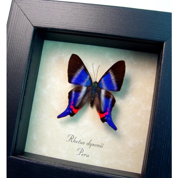Rhetus dysonii Blue Swallowtail Butterfly Framed Taxidermy Display