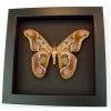 Real Framed Pink Rothschildia Moth Taxidermy Moonlight Display
