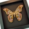 Real Framed Pink Rothschildia Moth Taxidermy Moonlight Display