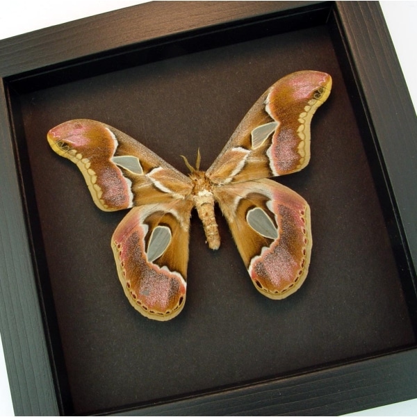 Real Framed Pink Rothschildia Moth Taxidermy Moonlight Display