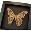 Real Framed Pink Rothschildia Moth Taxidermy Moonlight Display