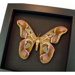 Real Framed Pink Rothschildia Moth Taxidermy Moonlight Display