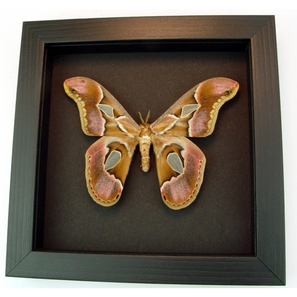 Real Framed Pink Rothschildia Moth Taxidermy Moonlight Display