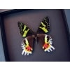 Framed Sunset Moth Madagascar Moth Moonlight Display ooak