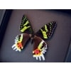 Framed Sunset Moth Madagascar Moth Moonlight Display ooak