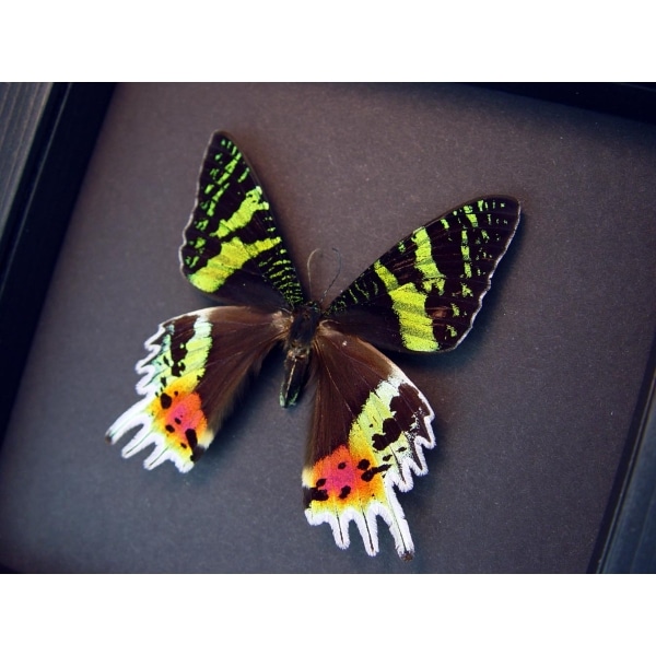 Framed Sunset Moth Madagascar Moth Moonlight Display ooak