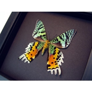 Sunset Moth Verso Urania rhipheus Madagascar Moth Framed Taxidermy Moonlight Display
