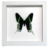 Green Banded Urania Moth Urania Leilus Framed Taxidermy Vibrant White Display