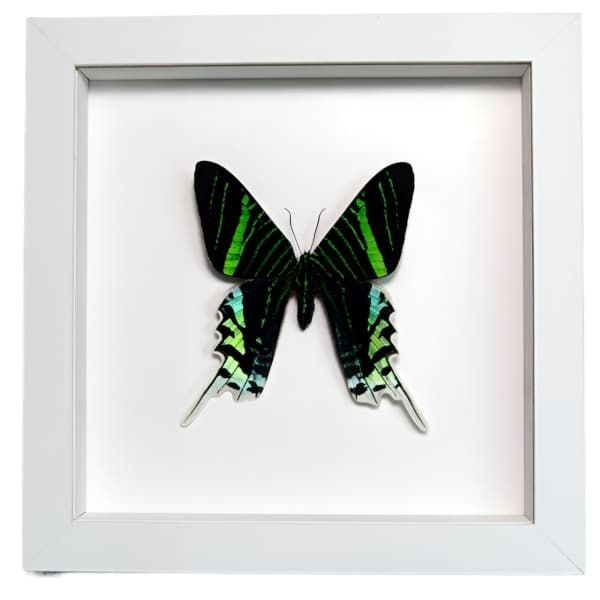 Green Banded Urania Moth Urania Leilus Framed Taxidermy Vibrant White Display
