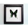 Urania Leilus Green Banded Urania Moth Classic Black Display