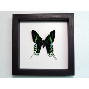 Urania Leilus Green Banded Urania Moth Classic Black Display