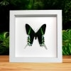 Green Banded Urania Moth Urania Leilus Framed Taxidermy Vibrant White Display