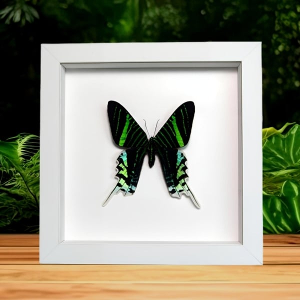 Green Banded Urania Moth Urania Leilus Framed Taxidermy Vibrant White Display Green Banded Urania Moth Urania Leilus Framed Taxidermy Vibrant White Display