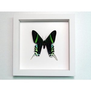 Urania Leilus Green Banded Urania Moth Vibrant White Display
