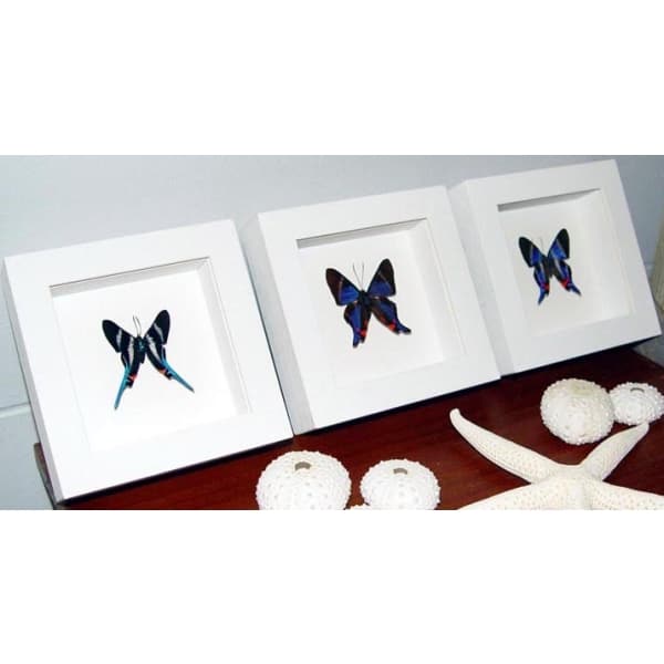 Blue Rhetus Swallowtail Butterflies Set 3 of Frames