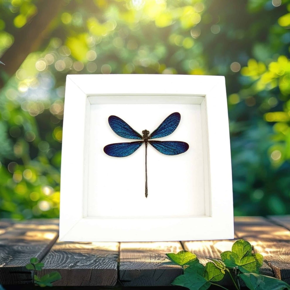 Framed Blue Damselfly Aurora Borealis Insect Taxidermy Vibrant White Display