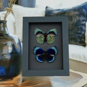 Charles Darwin Butterfly Pair Callithea philotima Asterope leprieuri Framed Taxidermy Moonlight Display