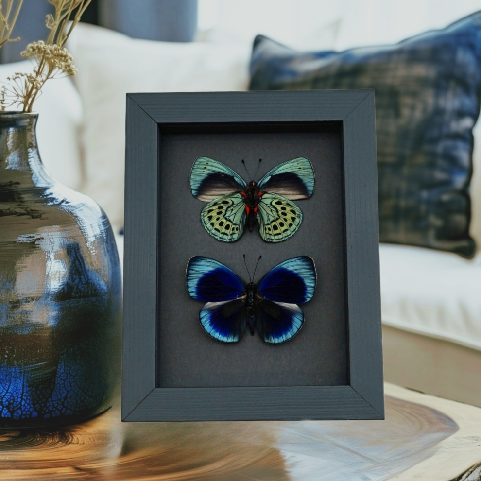 Charles Darwin Butterfly Pair Callithea philotima Asterope leprieuri Framed Taxidermy Moonlight Display