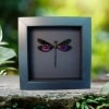 Euphaea variegata Metallic Pink Damselfly Real Framed Taxidermy Moonlight Display