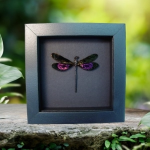 Euphaea variegata Metallic Pink Damselfly Real Framed Taxidermy Moonlight Display