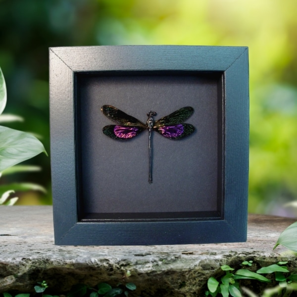 Euphaea variegata Metallic Pink Damselfly Real Framed Taxidermy Moonlight Display